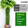 Forest Jungle Set B