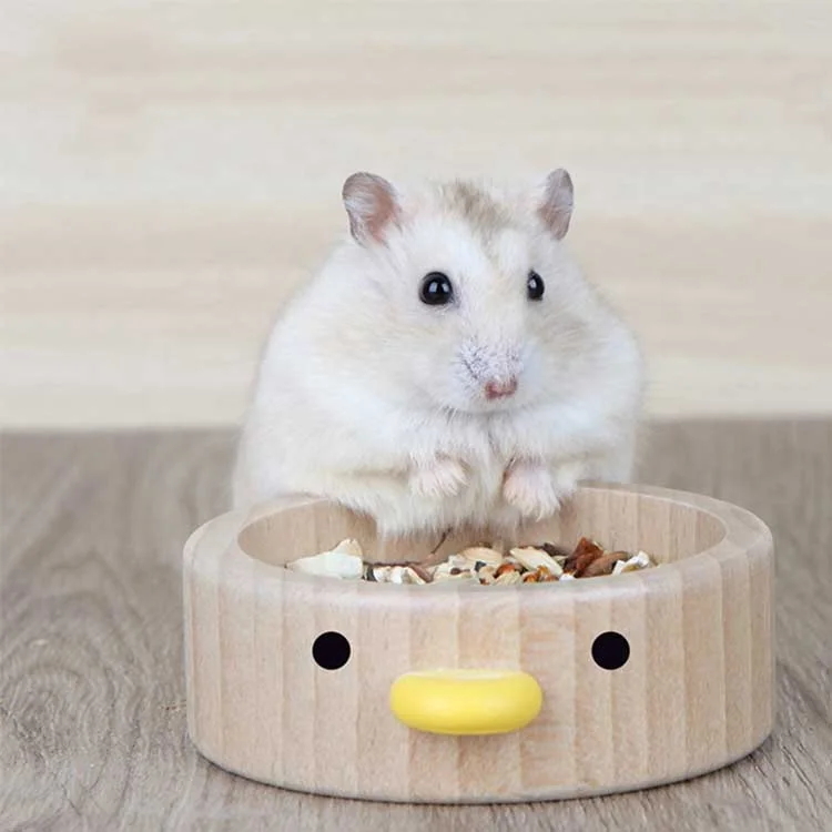 hamster in bowl