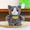 Gatto grigio dai capelli ricci