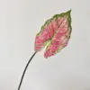 Rose red with green border