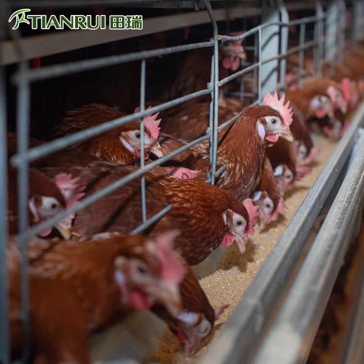 Chicken Project Bird Cage Export,Chicken Cage Layer,Hen House for 1000 Chickens Sale