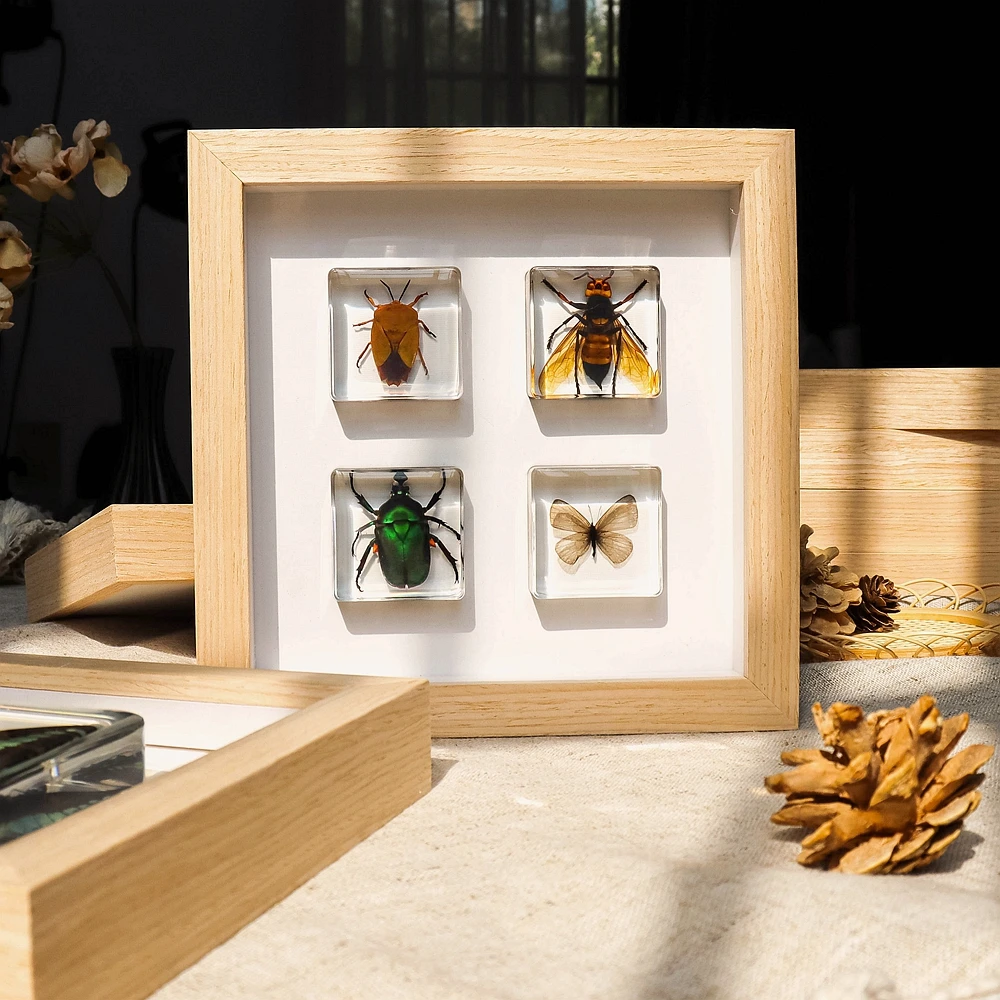 Educational Supply Real Insect Paperweight Taxidermy Specimen In Resin Biological Model Teaching 3562