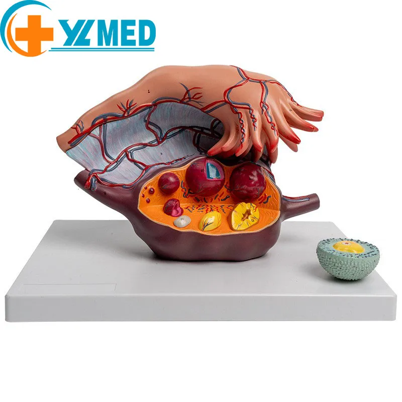 Adavanced Female Ovary Model Anatomy Uterus Genital Organ Female Anatomical Model For Medical