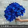 Dark blue 5-headed hydrangea without leaves
