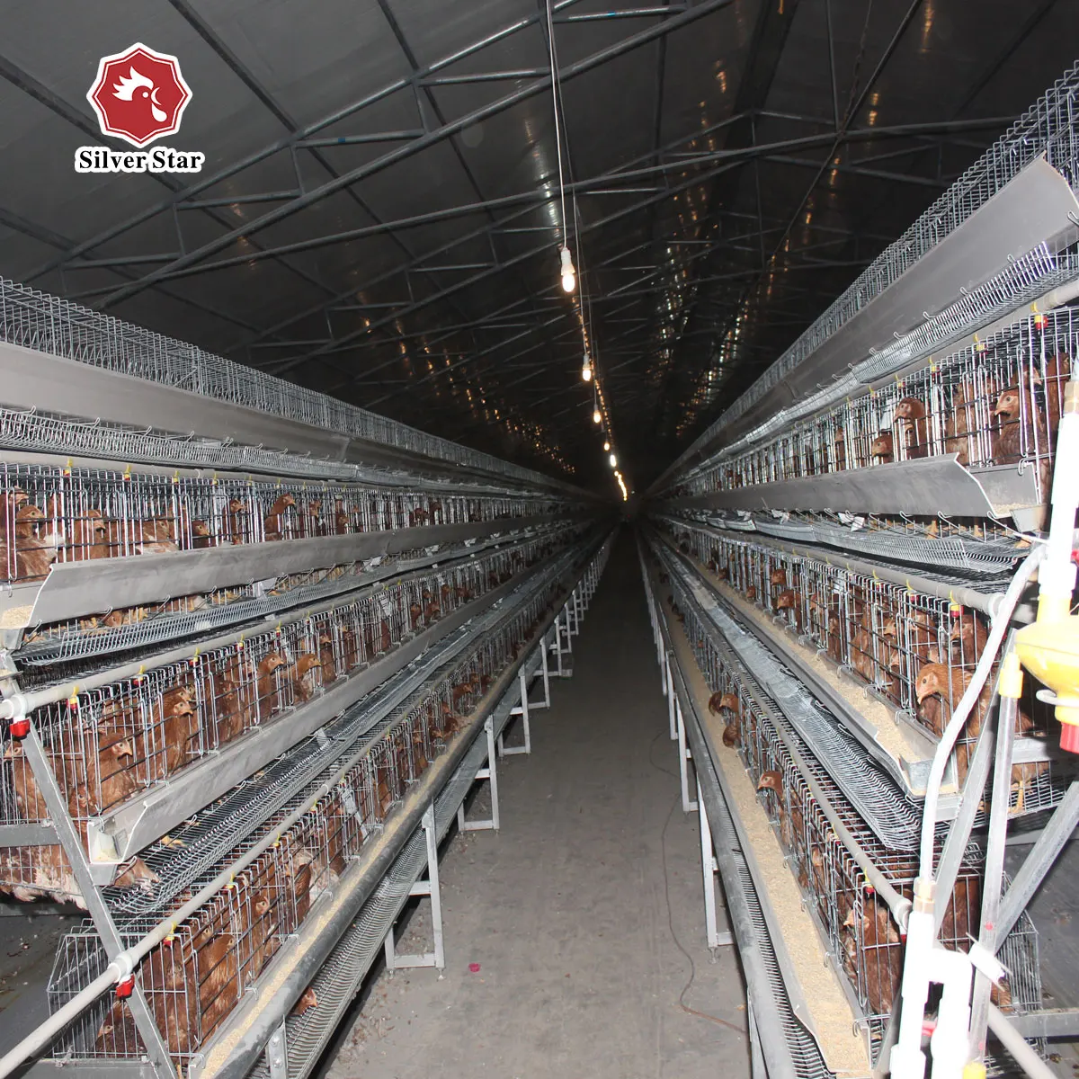 Layer Chicken Coop Design for Modern Uganda Farms
