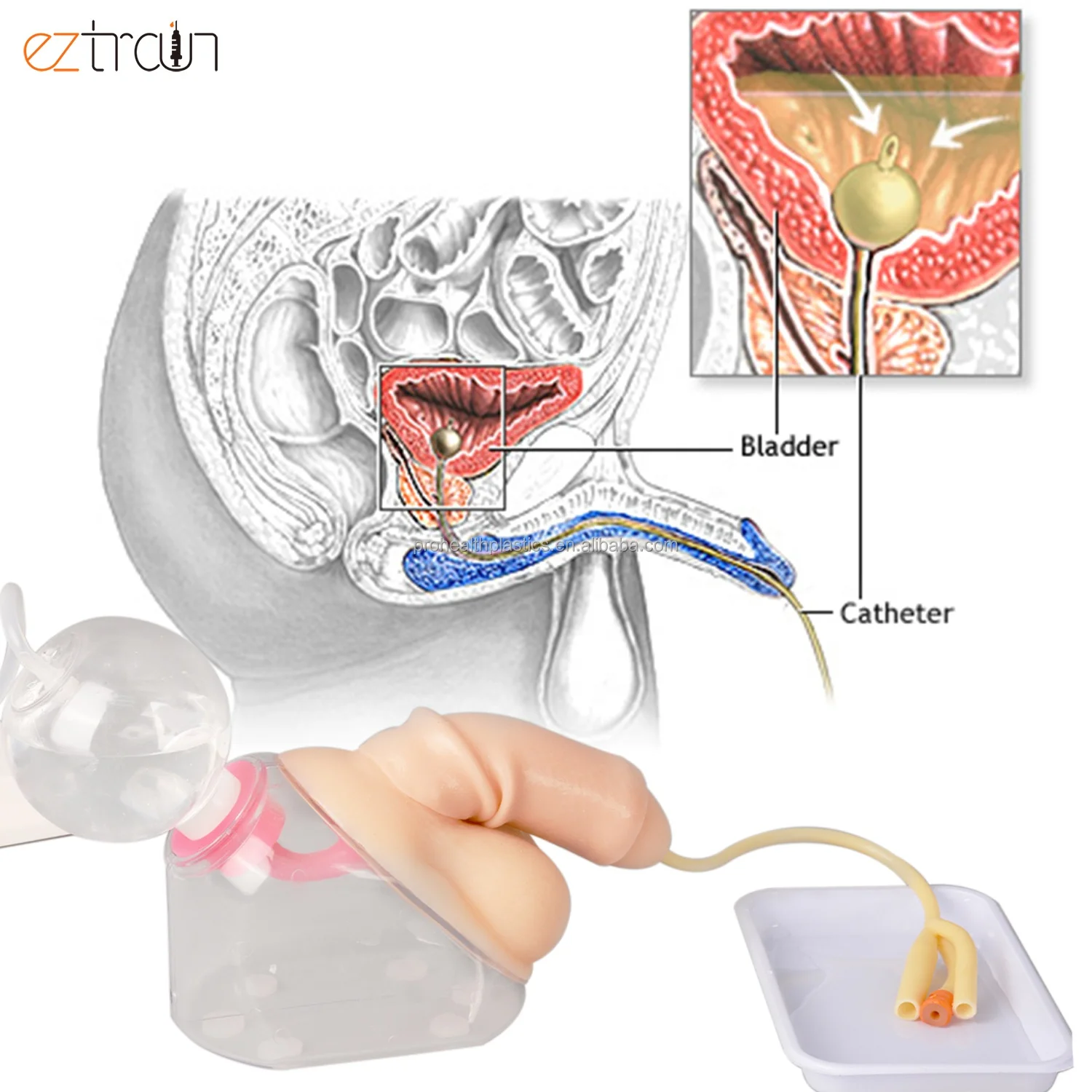 Medical Science Male Urinary Catheterization Model Catheter Model Bladder Catheterization Trainer for Nursing Center