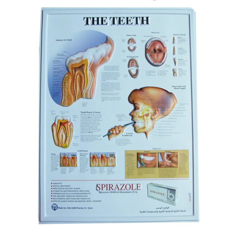 Customized PVC Wall Poster Embossed 3D Plastic Medical Anatomical Chart