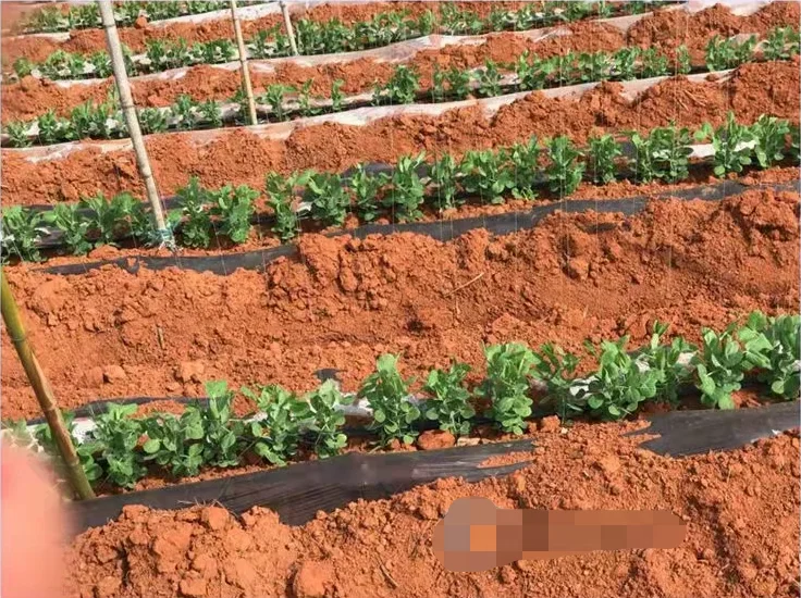 Corn Seeder Manual with Double Bucket /Wheat Plant Seeder with Fertilizer Applicator  Sowing Machine Seed Planter