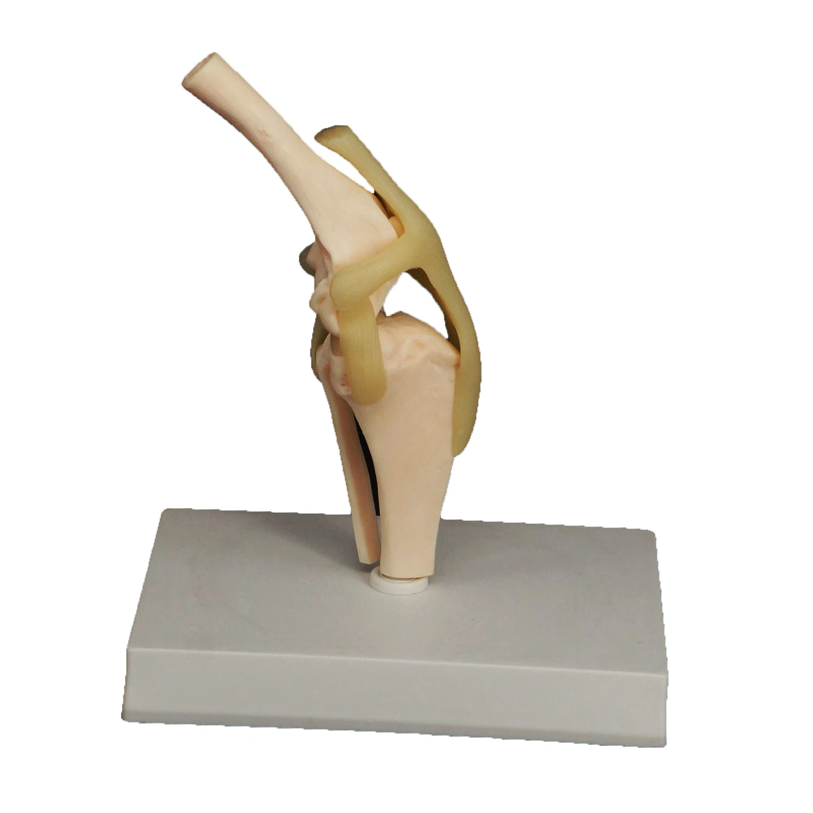 Gelsonlab HSBM-449 Dog Knee Joint Model Canine Knee Model for Educational  Medical Teaching| Alibaba.com, image size:1600x1600