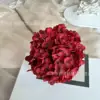 ไฮเดรนเยียฝรั่งเศสเดี่ยว - สีแดง
