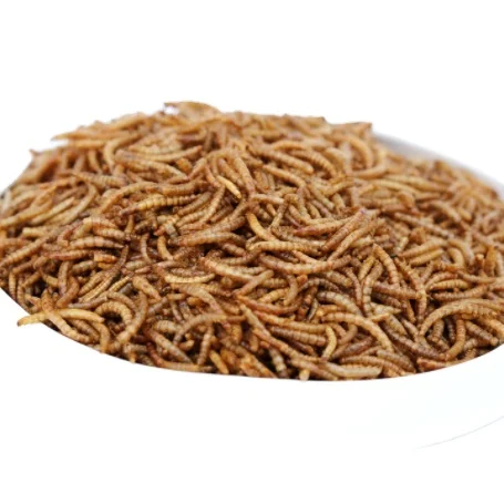 hamster worm food