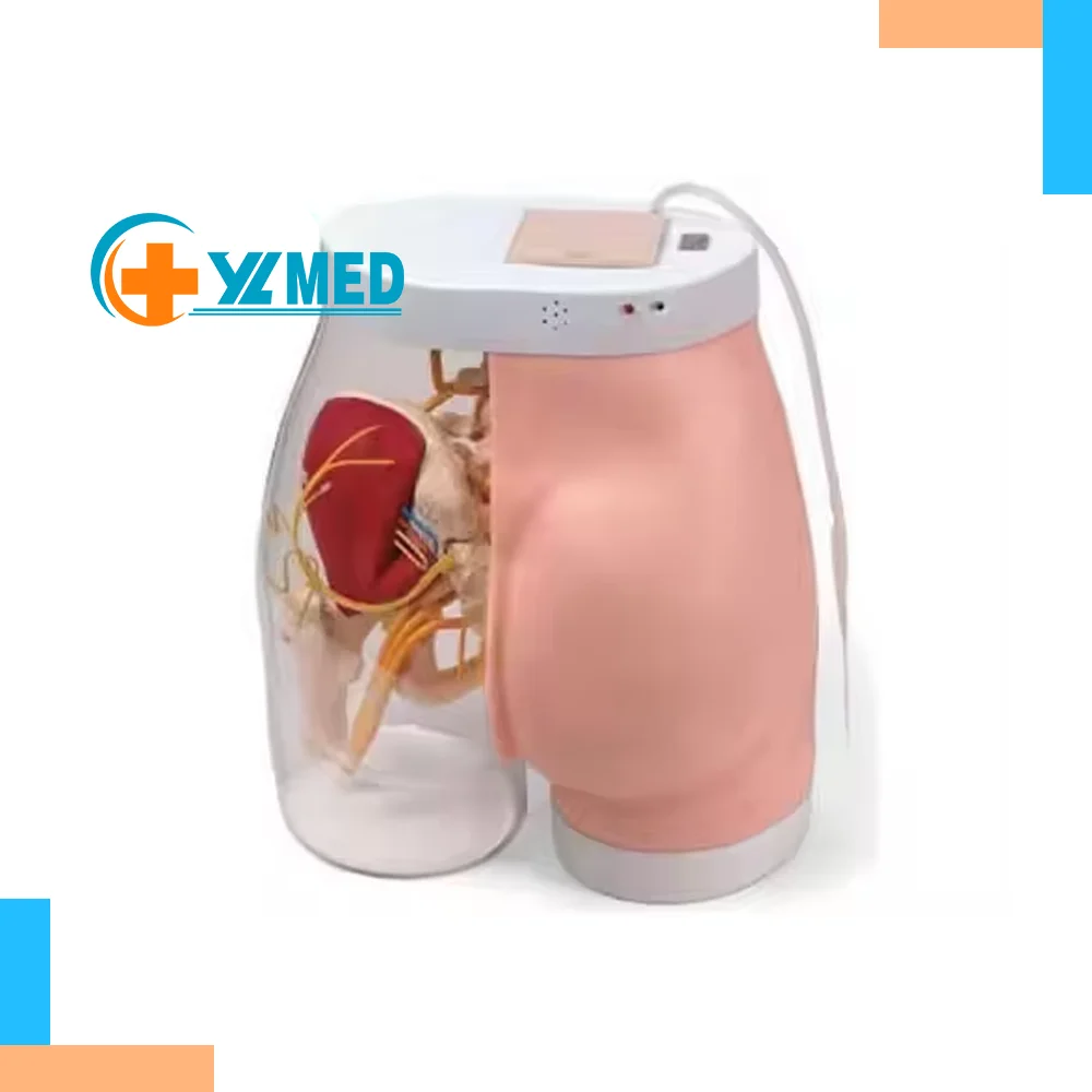 Advanced Intramuscular Injection Simulator for Medical College Students Buttocks Manikin for Nursing Skills Medical Science