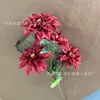 4-headed dahlia