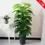 15m zongzi-wrapping fortune star 63 leaves-grass