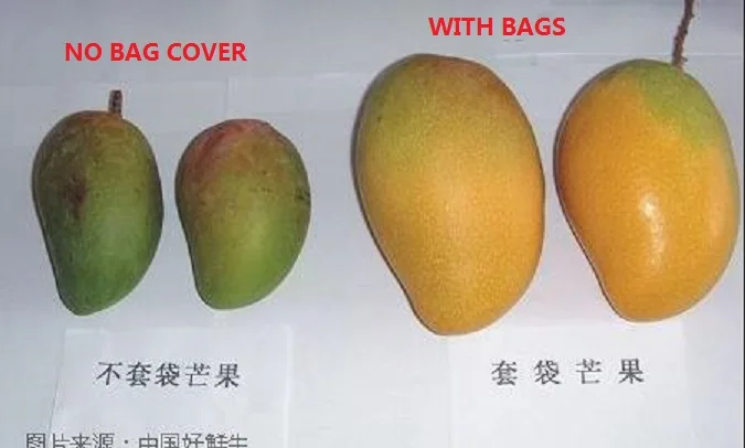 Vietnam India Mango Fruit Growing Protection Wrapping Paper Bag  18 X 28 cm Mango Paper Bag