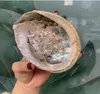 polished shell