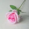 Rosa2