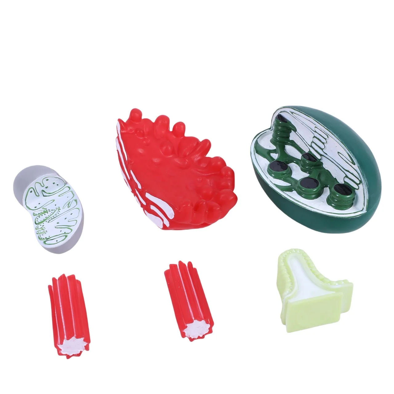 Cell Organelle Structure Models for Biology Teaching Mitochondria, Golgi, Chloroplast, Centrosome