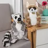 raccoon