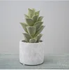 Verde#5
