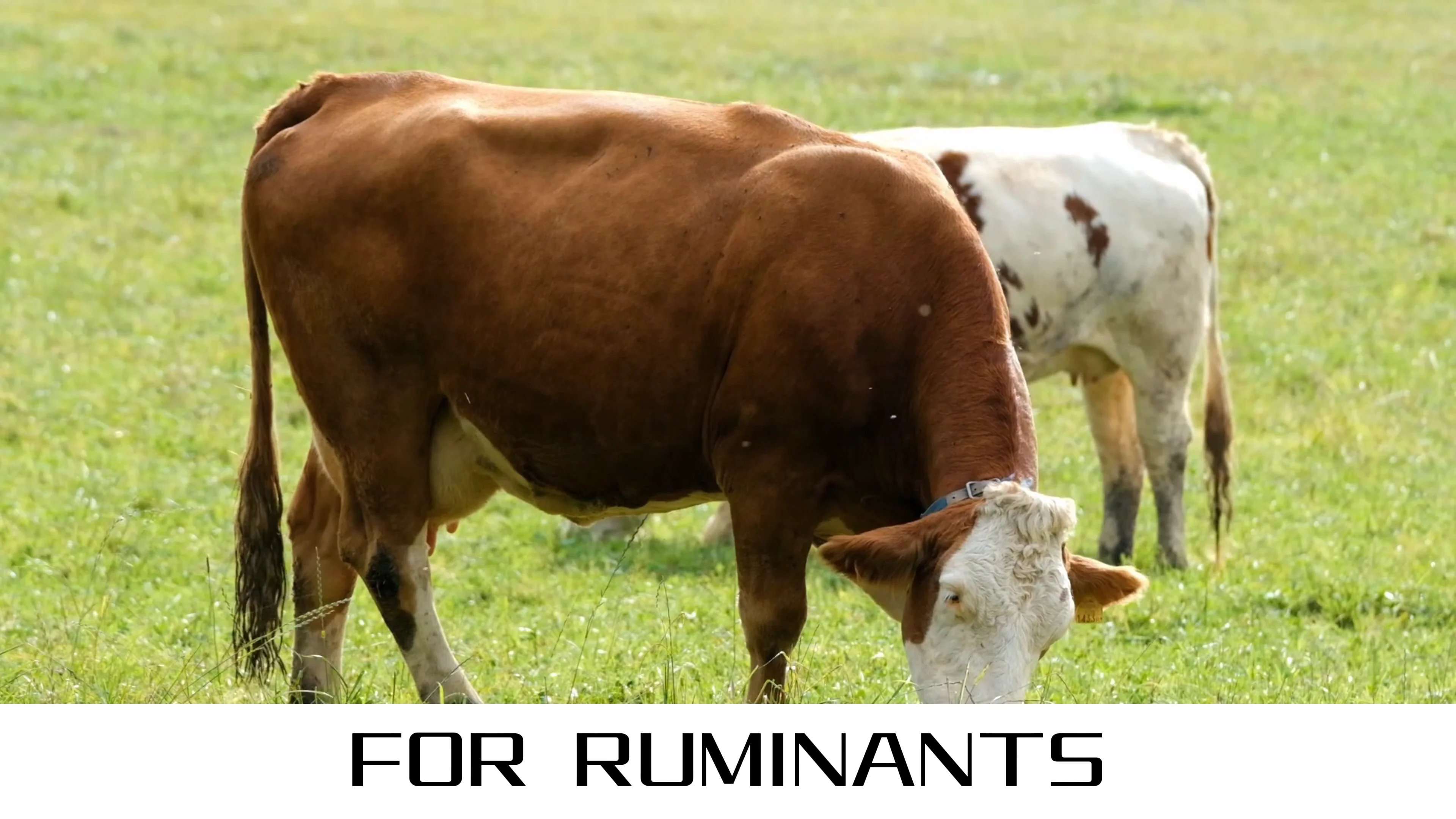 Nutrition Supplement Livestock Cow Growth Promoter 50 98 Lcarninine