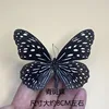 Mariposa de Punto Verde-alas propagación