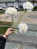 แชมเปญ