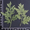 MH688 Bleu Spikemoss 6-10cm vert 12pcs