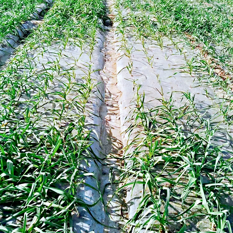 Agricultural Polyethylene Film Biodegradable Plastic Mulch Film Mulch