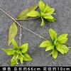 Green three-pronged lily branch