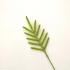 Hierba de hoja de palma de areca verde
