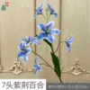 Lirio Bauhinia de 7 cabezas (LYS) - Azul-púrpura