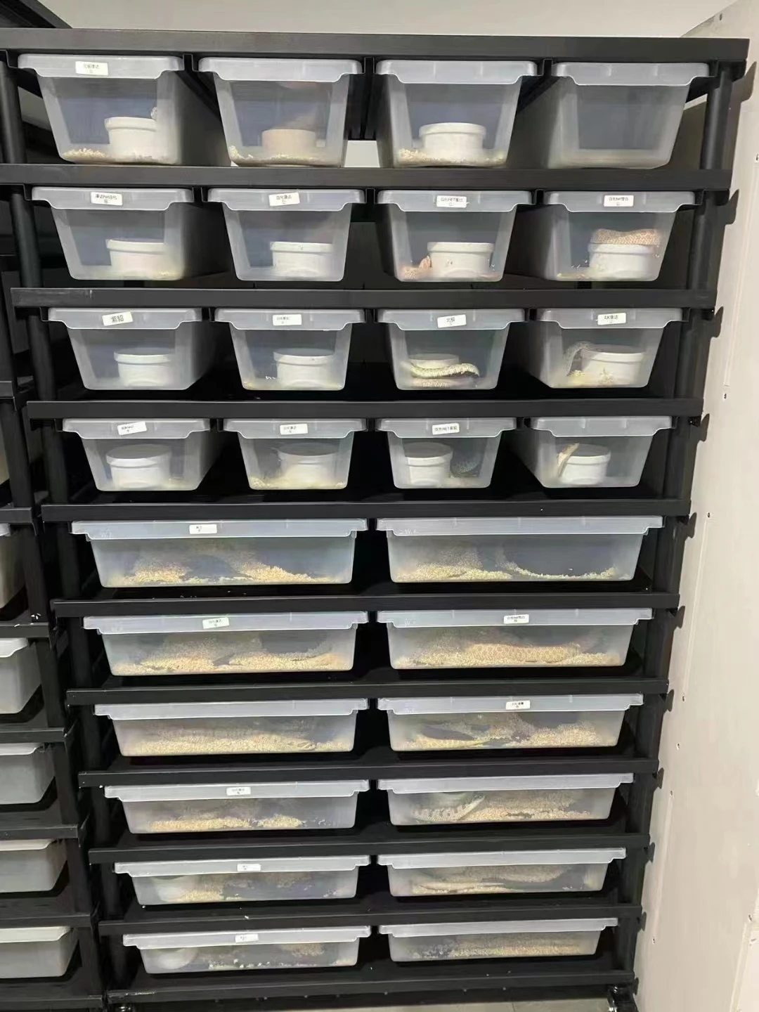 Live Large Heated Reptiles Accessories Snake Rack System Plastic Pvc