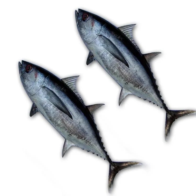 frozen tongol tuna maldives tuna fish - buy tongol tuna maldives