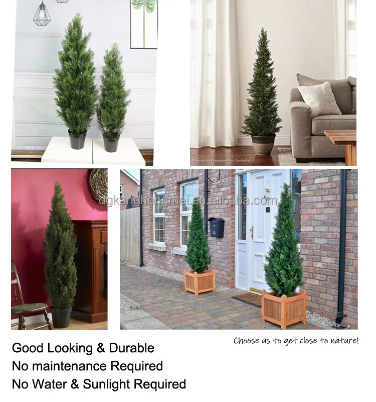 cedar 