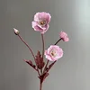 Rosa2