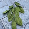 3-pronged crape myrtle leaves-green