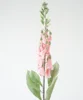 Digitalis rosa