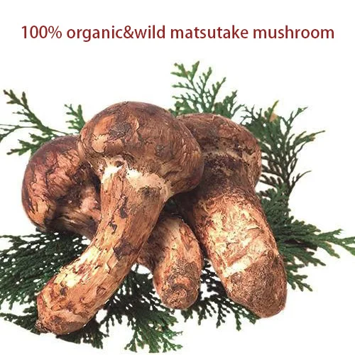 Detan Wholesale Wild Fresh Plateau Mushroom Matsutake With Low Price