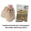 Pelo de cuerpo completo de Yorkshire (champán)