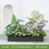 hc-Y80-39 es adecuado para jardineras de 80 cm.