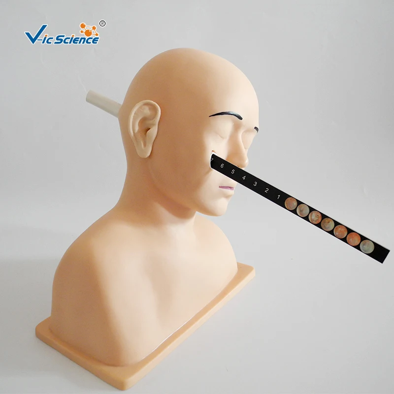 Advanced Ear Diagnostic Clinic  Training Ear Diagnostic Simulator for Medical Teaching