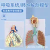 Respiratory system relief, enlarged alveoli relief