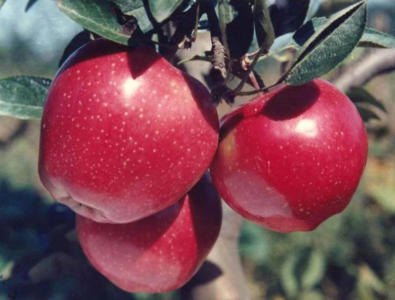 Яблоки фуджи фото и описание