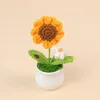 Piccola mini coccinella in vaso bianca come il sole