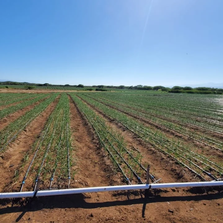 Drip Irrigation Kit 1 Hectare with Flat Emitter Drip Tape