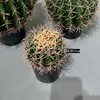 Cactus vert diamètre 15cm