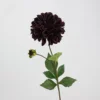 8#  Dalia europea (viola scuro)