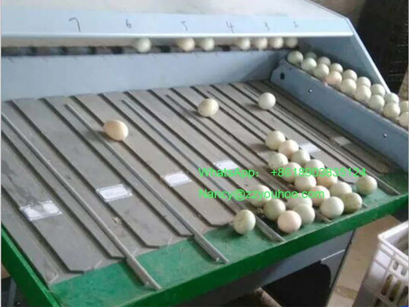 Industrial Small Egg Scale Classification Machine Egg Classifier Weight Grader Sorter Machine Cost
