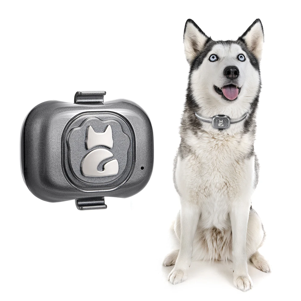 where can i buy a gps tracker for my dog